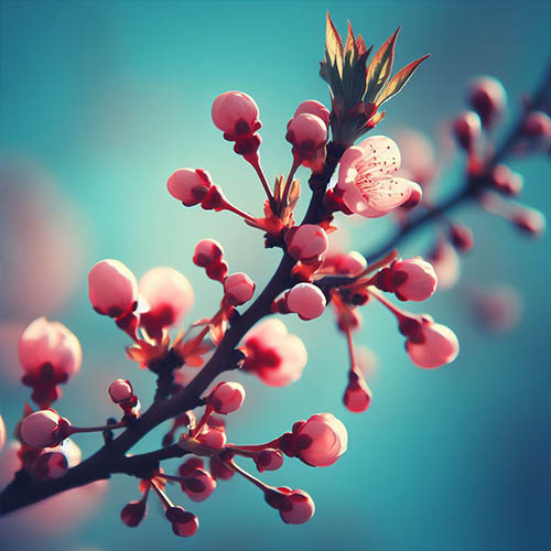 Gemmothérapie herboristerie Mennecy